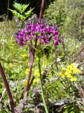 Image of Allium wallichii Kunth