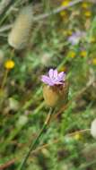 Image of proliferous pink