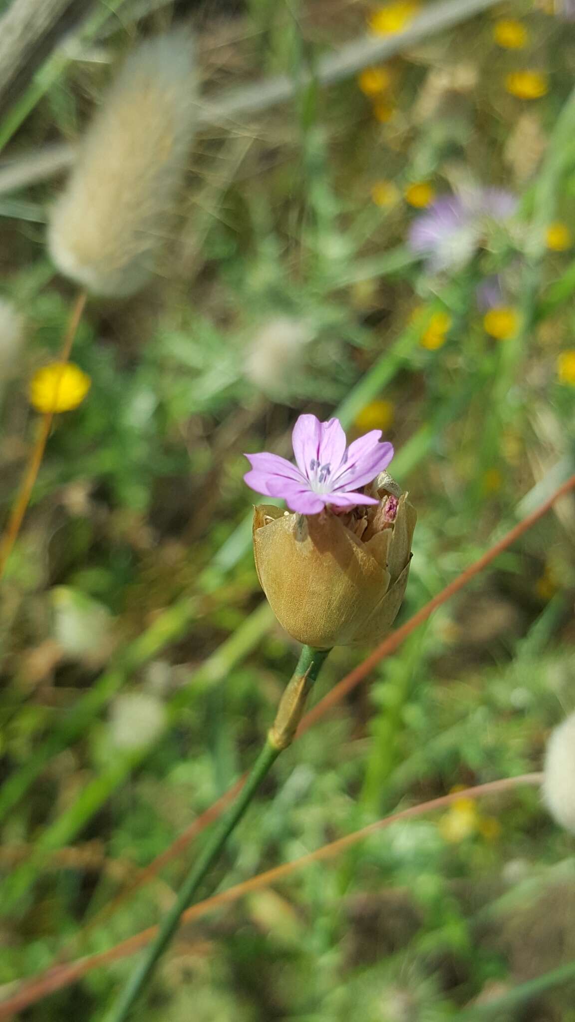 Image of proliferous pink