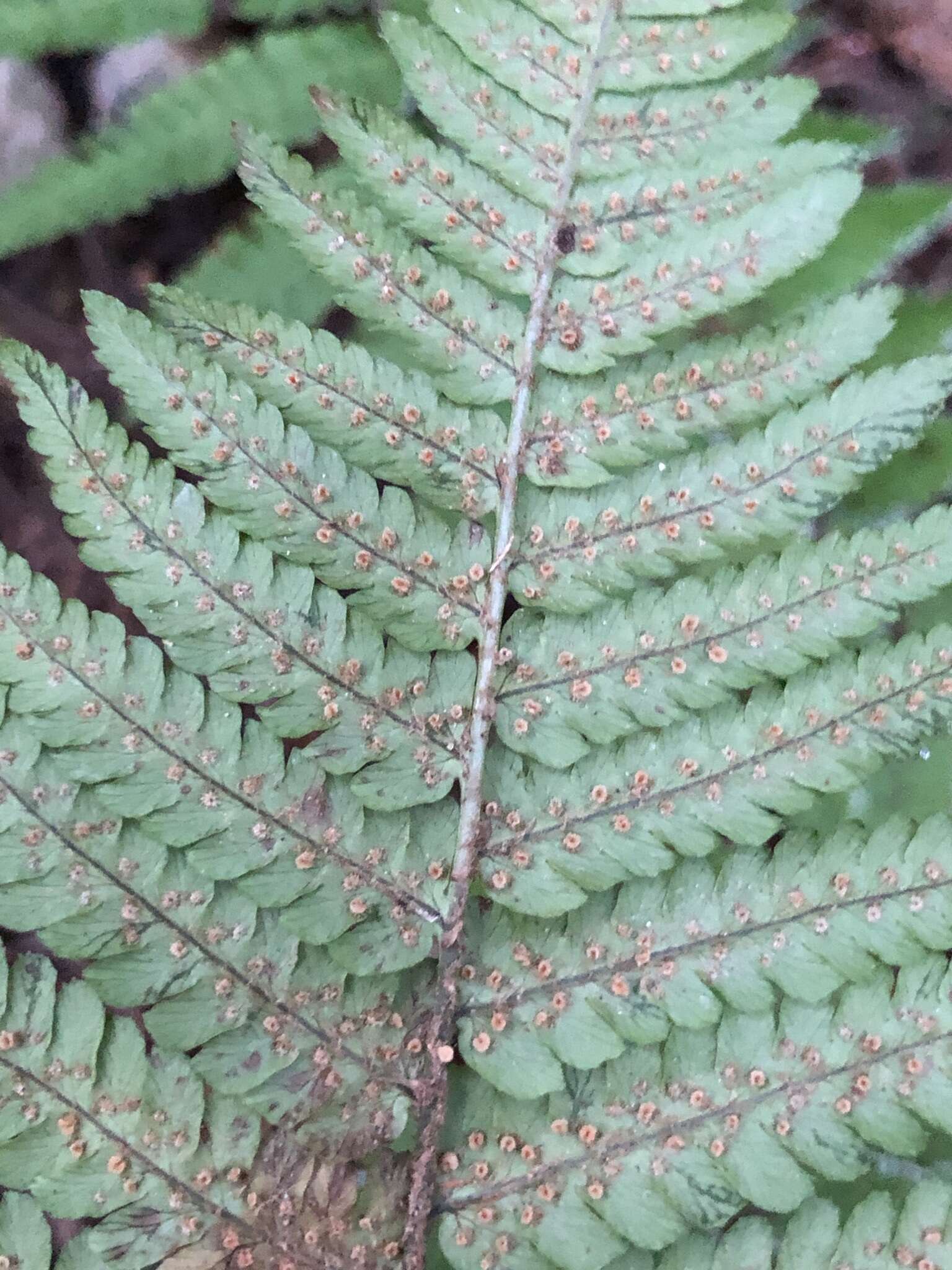 Image of Dryopteris borreri (Newm.) Oberholzer & Tavel