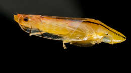 Image of Two-spotted leafhopper