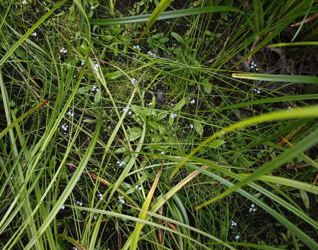 Image de Myosotis laxa subsp. cespitosa (C. F. Schultz) Nordh.