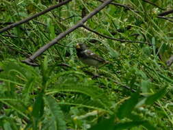 Image of Parrot-billed Seedeater