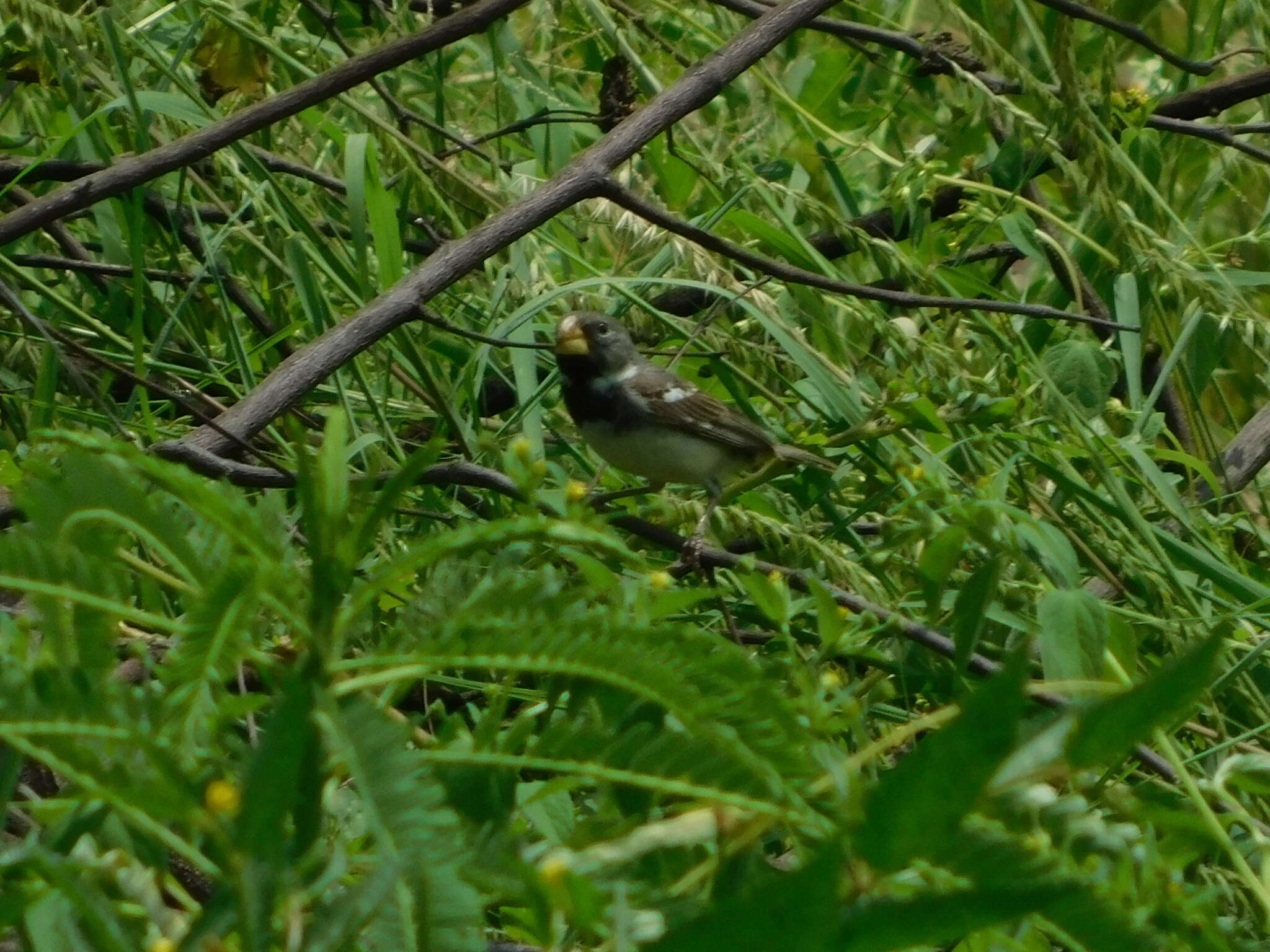 Image of Parrot-billed Seedeater