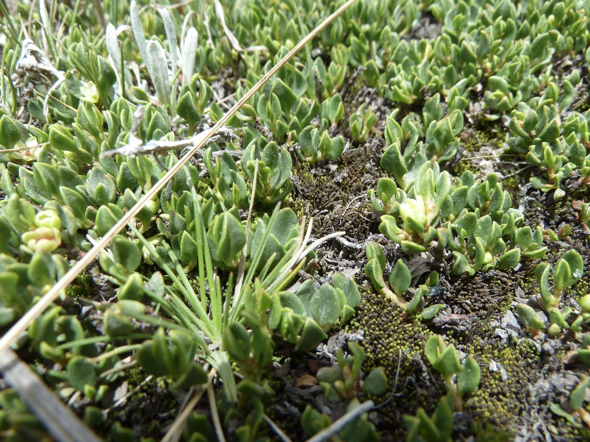 Image of Muehlenbeckia volcanica (Benth.) Endlicher