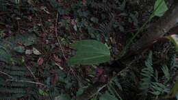 Imagem de Passiflora azeroana Uribe