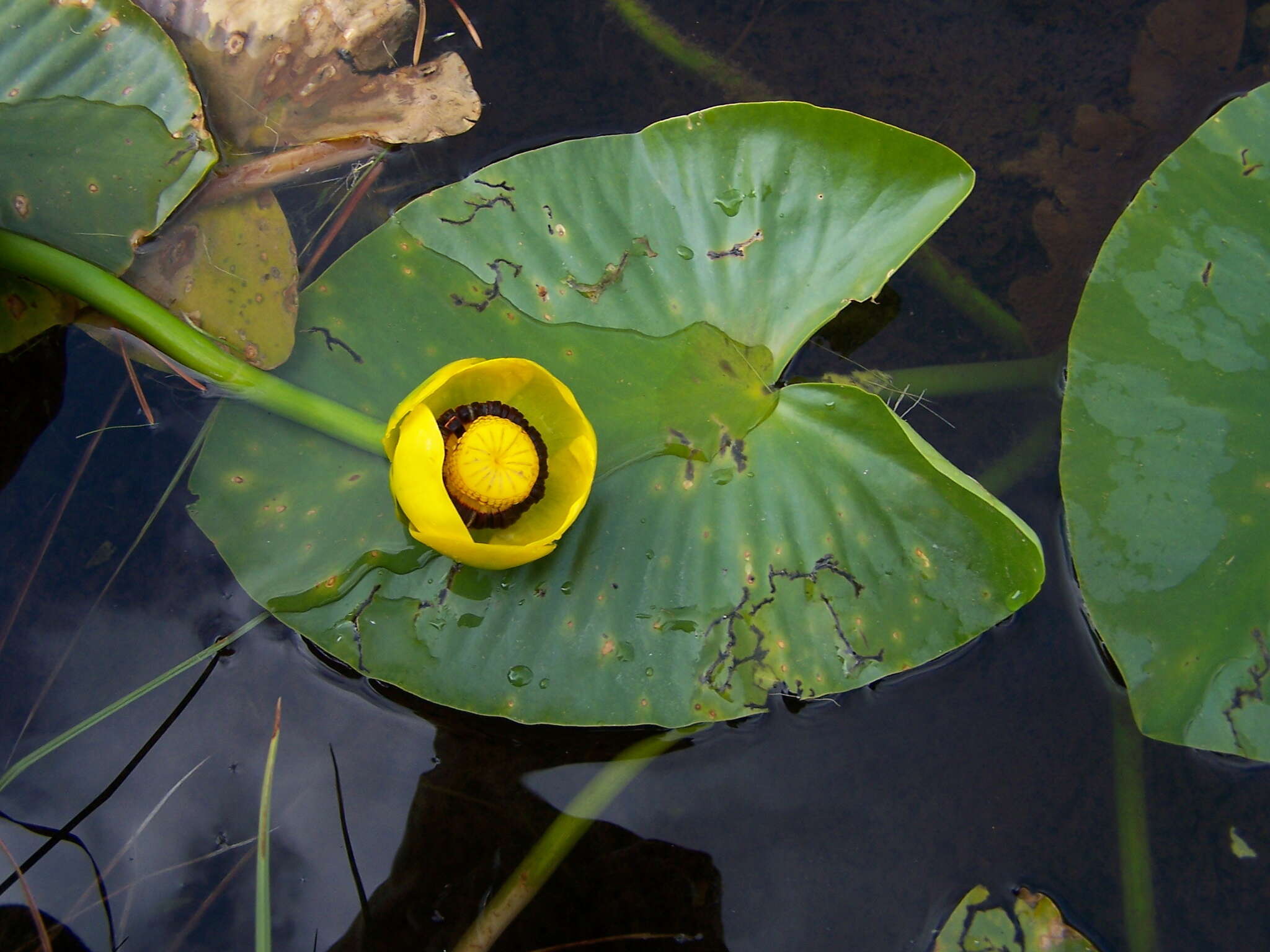 Image de Nuphar polysepala Engelm.