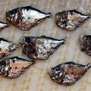 Image of Slope hatchetfish