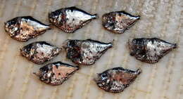 Image of Slope hatchetfish