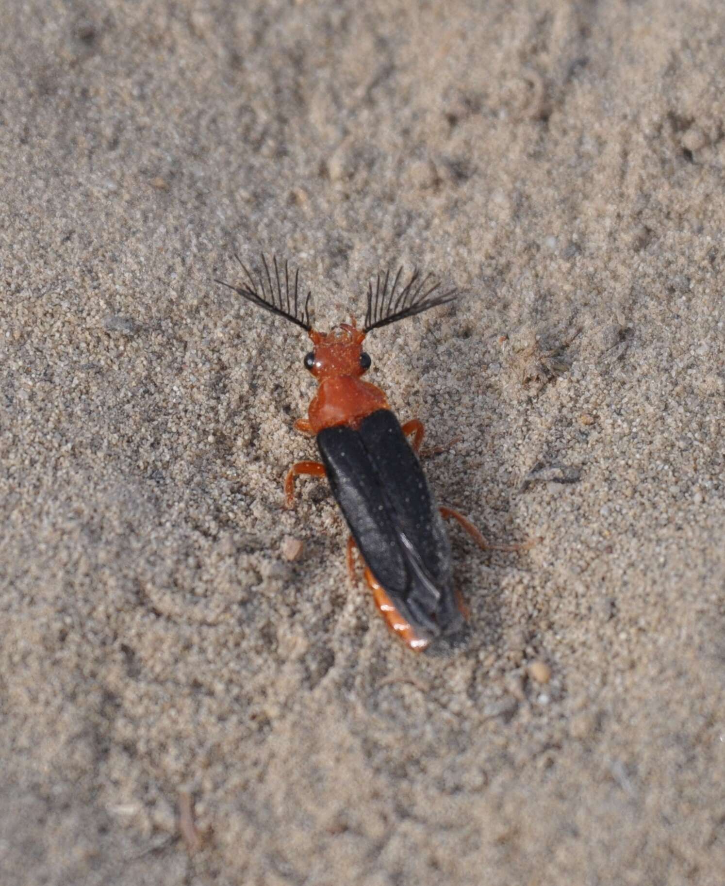 Image of Western Banded Glowworm