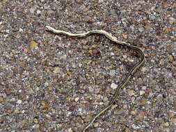 Image of Thamnophis proximus orarius Rossman 1963