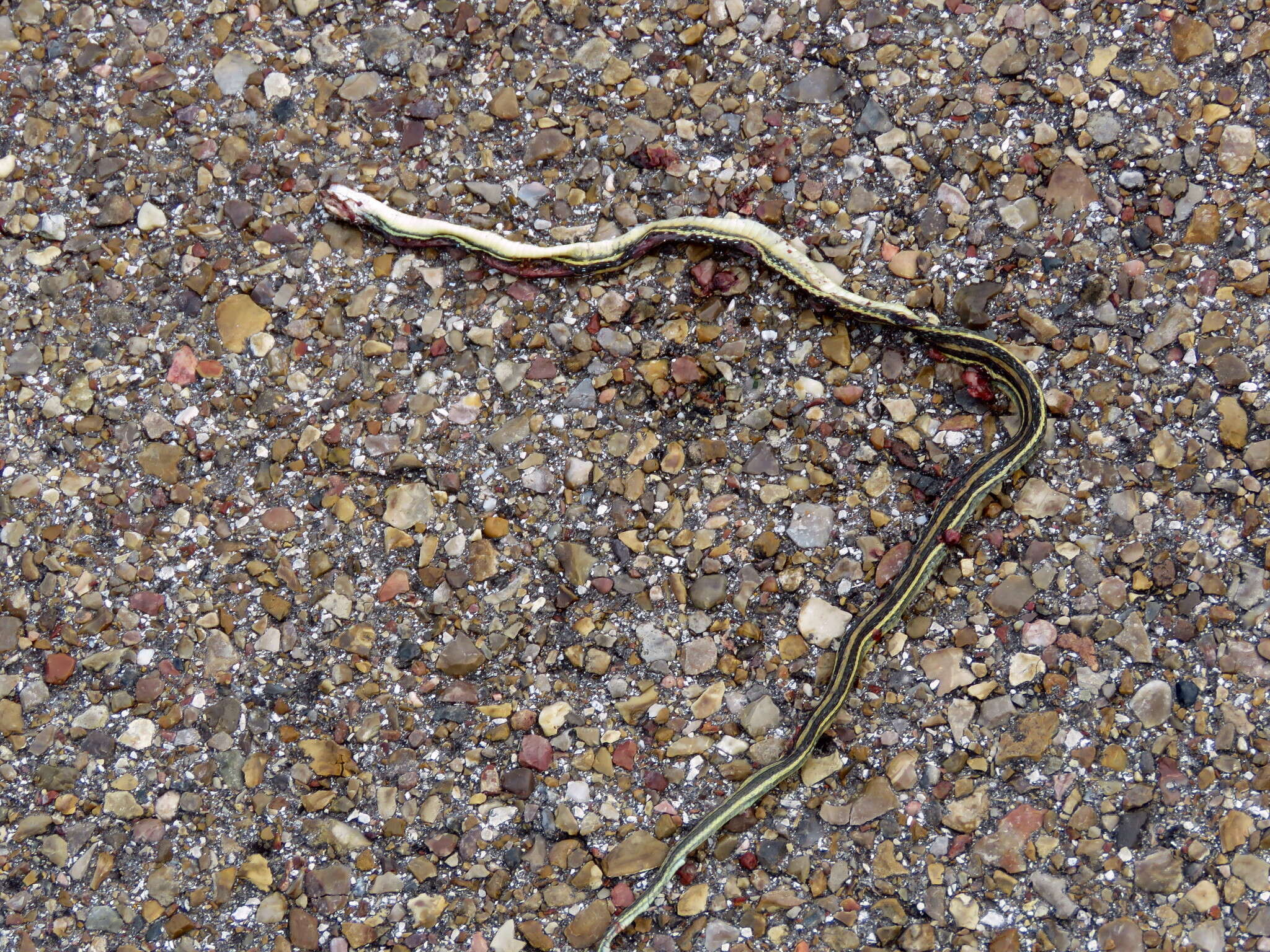 Image of Thamnophis proximus orarius Rossman 1963