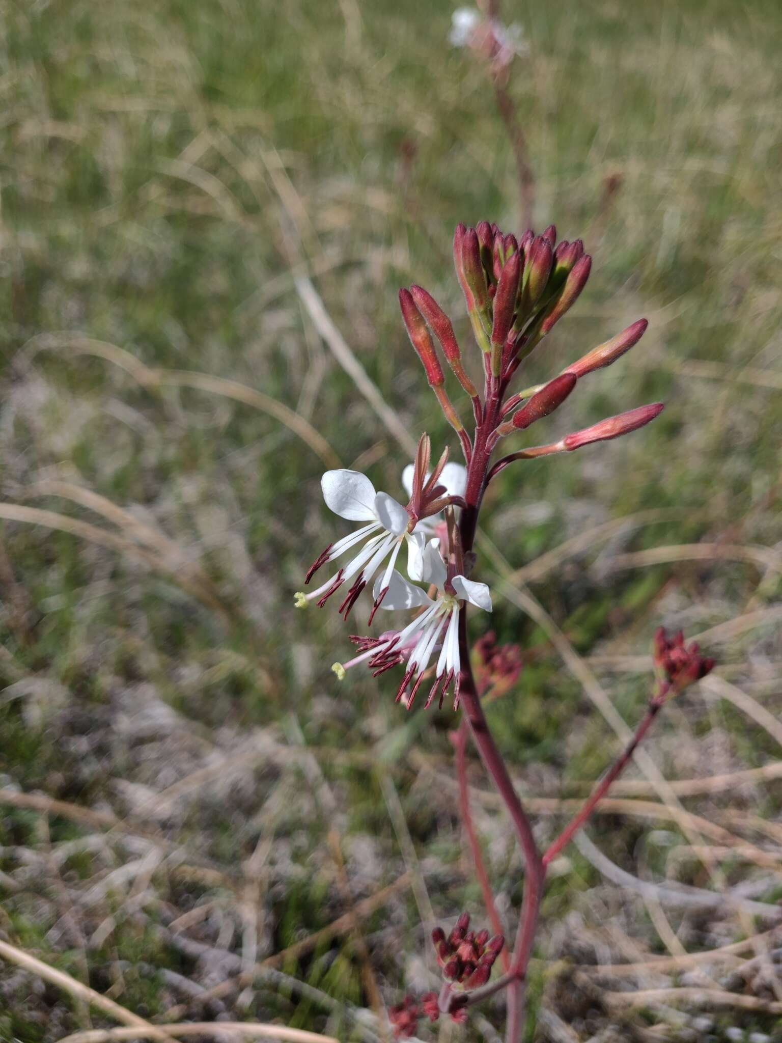 Oenothera coloradensis (Rydb.) W. L. Wagner & Hoch resmi