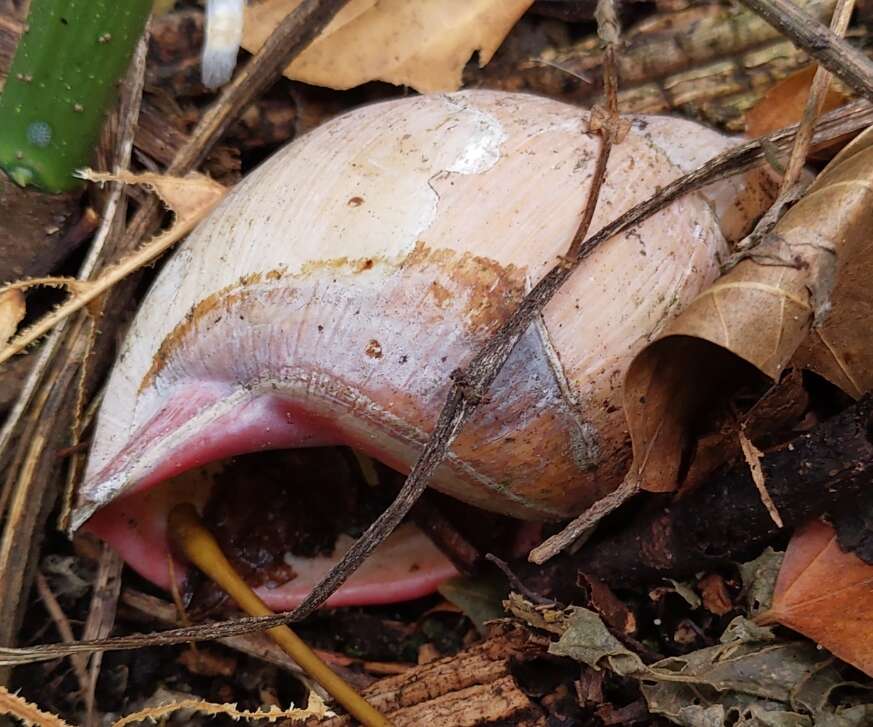 Image de Megalobulimus oblongus