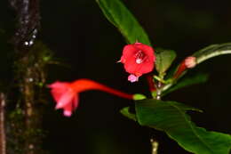 Plancia ëd Fuchsia macrostigma Benth.