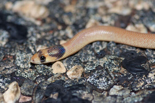 Image of Western hooded scaly-foot