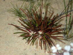 Image of Stylidium kalbarriense A. Lowrie L K. F. Kenneally