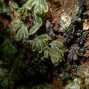 Image of Hymenophyllum neocaledonicum (C. Chr.) Rouhan & C. Del Rio