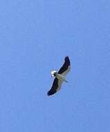 Image of White-bellied Sea Eagle