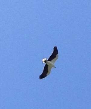 Image of White-bellied Sea Eagle