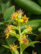 Solidago glomerata Michx. resmi