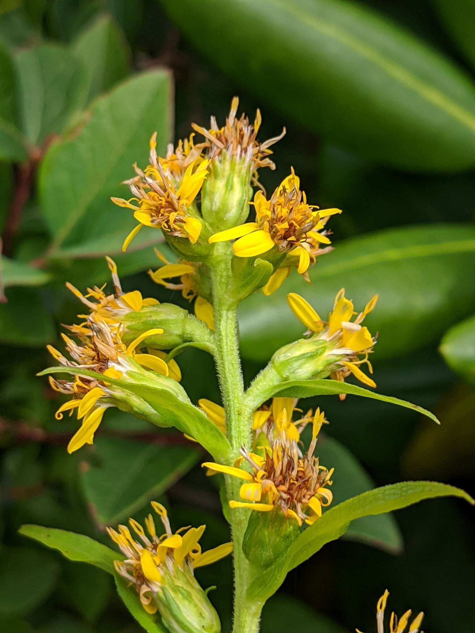 Solidago glomerata Michx. resmi