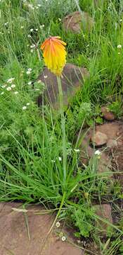 Image de Kniphofia porphyrantha Baker