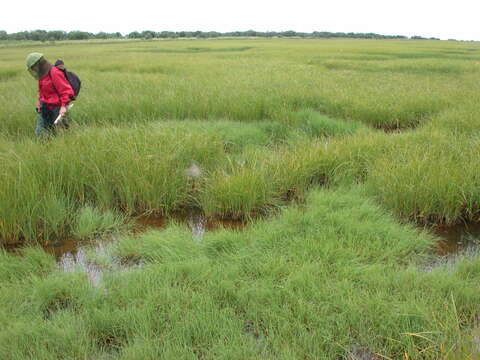 Image of Mackenzie's Sedge