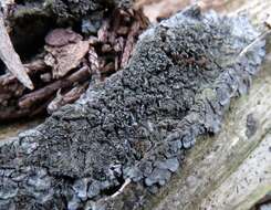 Image of coccocarpia lichen