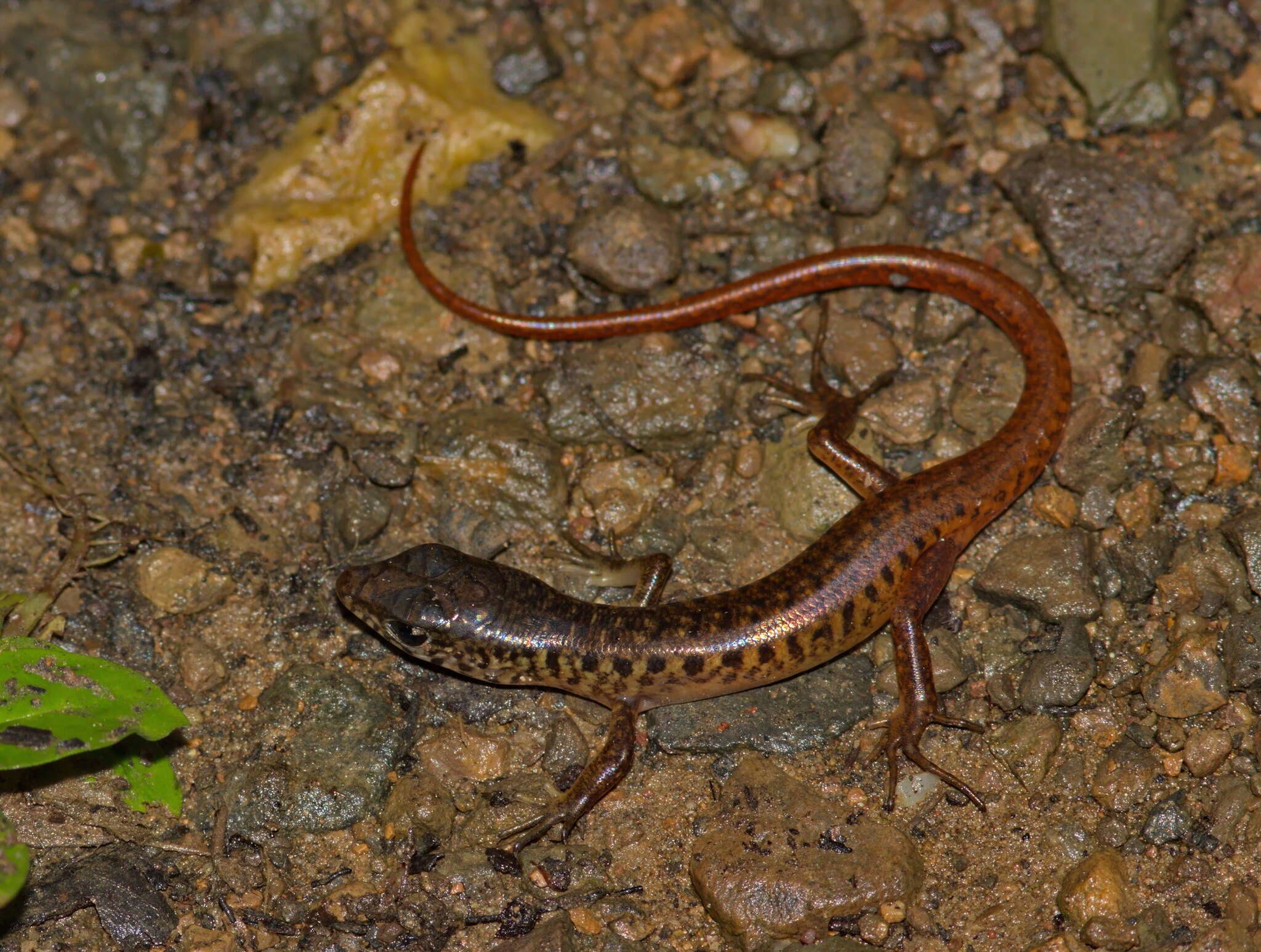 Image of Nakhon Si-Thammarat forest Skink