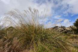 صورة Austroderia fulvida (Buchanan) N. P. Barker & H. P. Linder