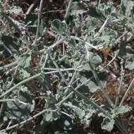 Image de Eriogonum vestitum Howell