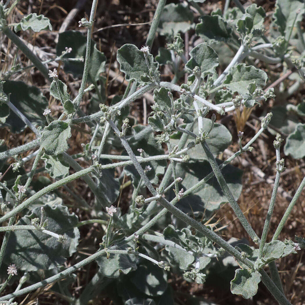 Image of Idria buckwheat