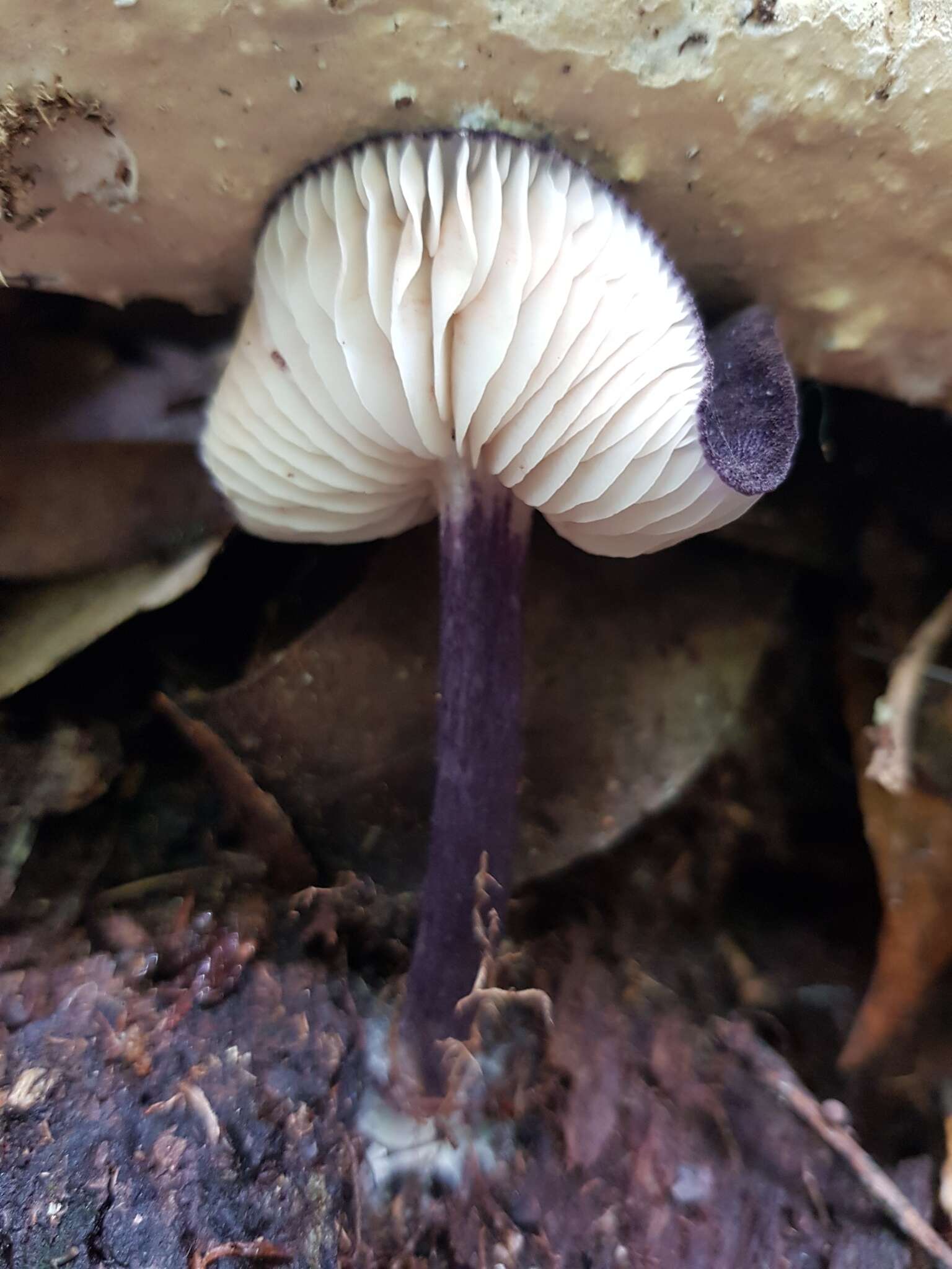 Image of Entoloma panniculus (Berk.) Sacc. 1887