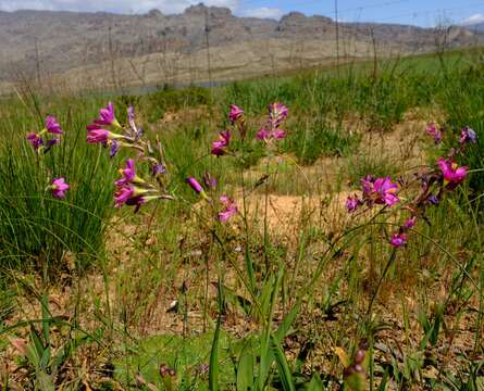 Image of Ixia latifolia D. Delaroche