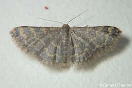 صورة Idaea costiguttata Warren 1896