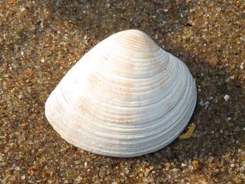 Image of striped venus clam