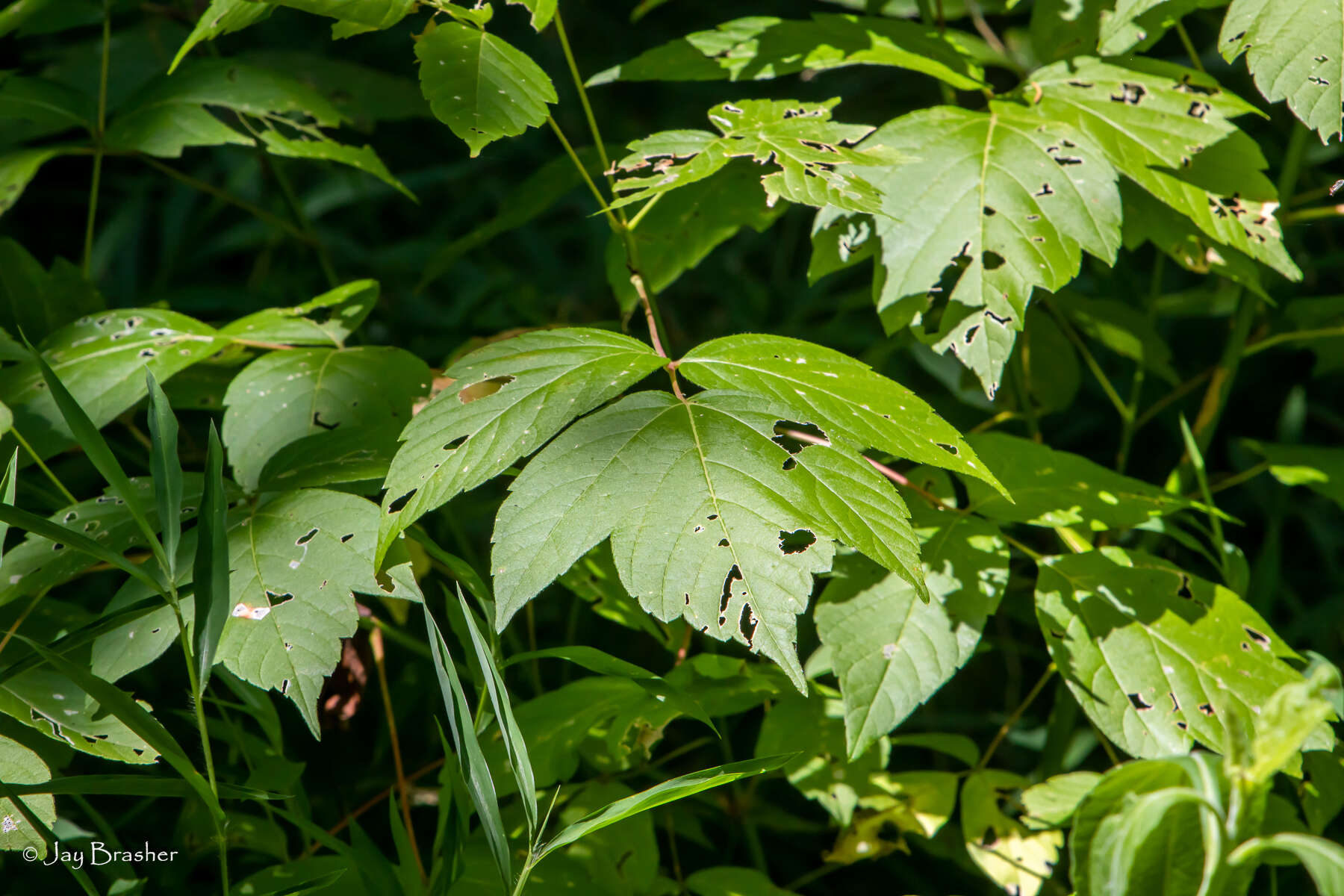 Image of boxelder