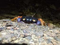 Image of Mexican Land Crab