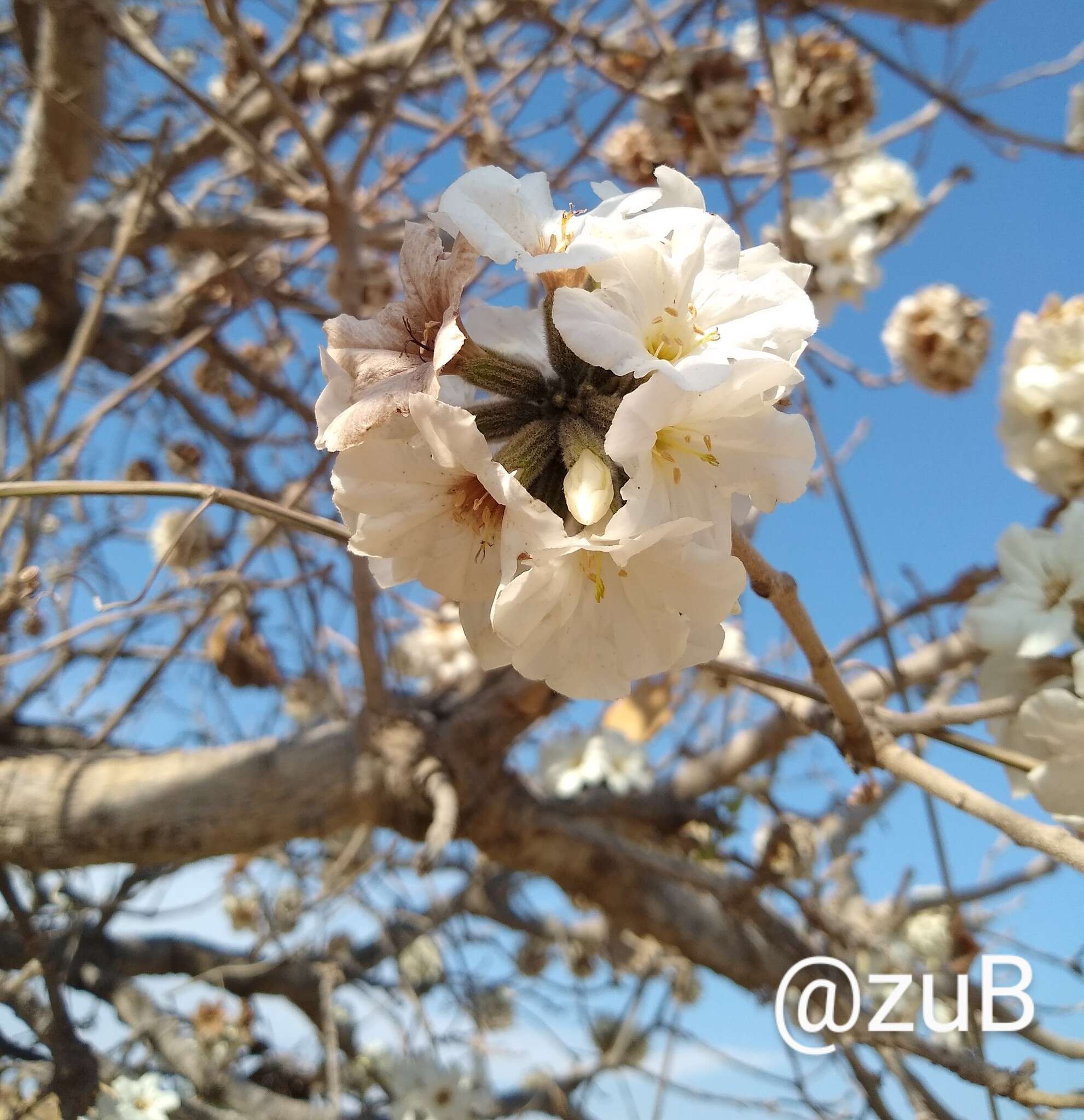 صورة Cordia morelosana Standl.