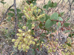 Image of Corymbia setosa (Schauer) K. D. Hill & L. A. S. Johnson