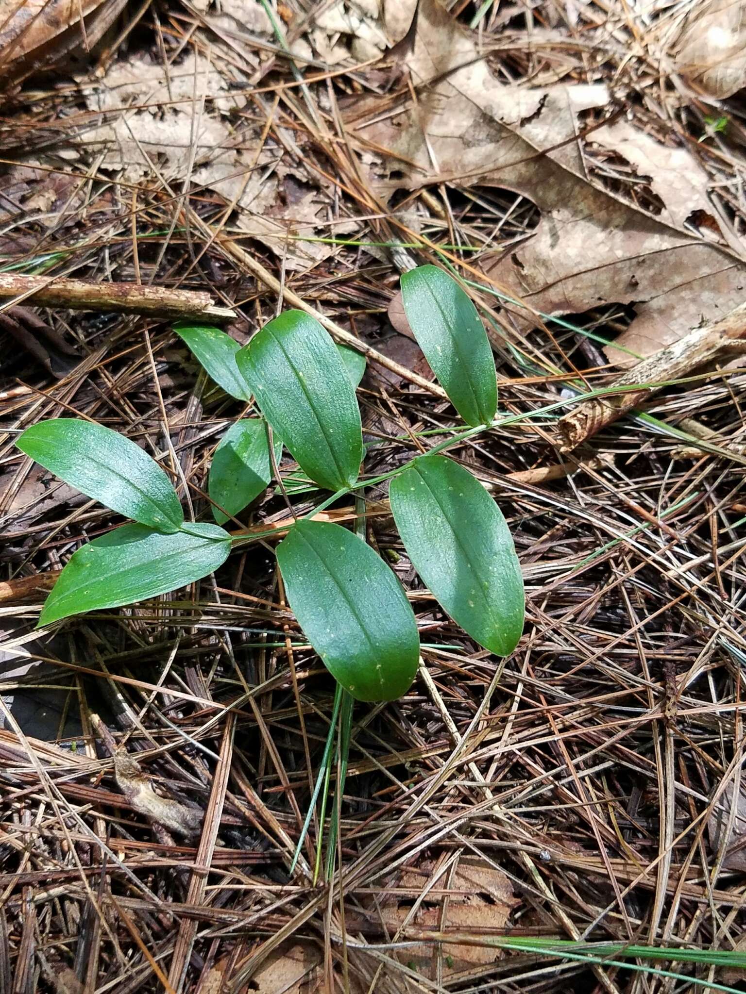 Image of mountain bellwort