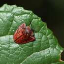 Image of Dorynota (Akantaka) truncata (Fabricius 1781)