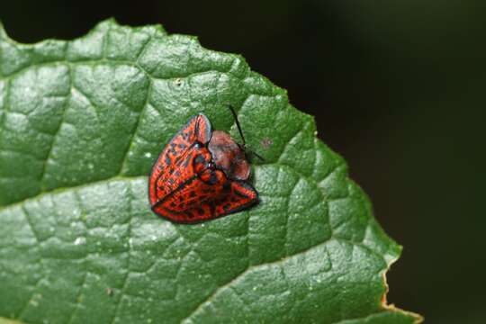 Image of Dorynota (Akantaka) truncata (Fabricius 1781)