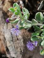 Image of Polygala asbestina Burch.