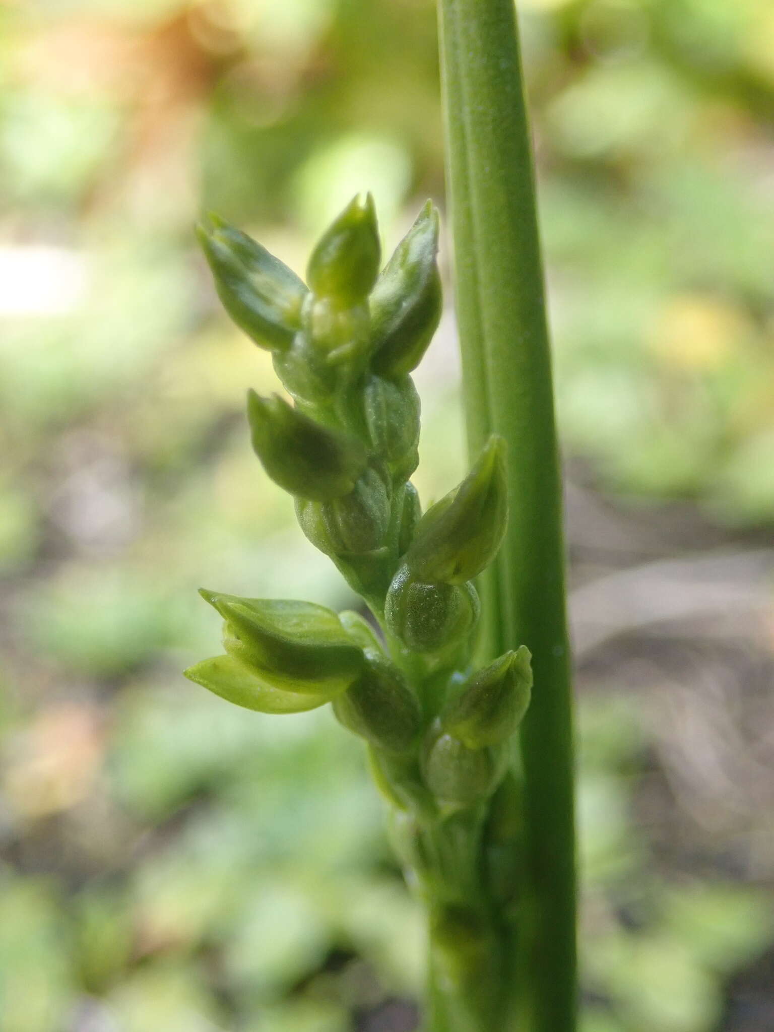 Imagem de Prasophyllum colensoi Hook. fil.