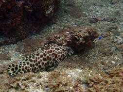 Image of Barred-chest Rock-cod