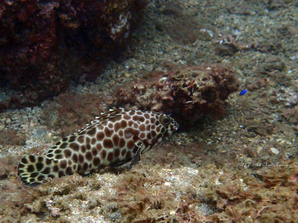 Image of Barred-chest Rock-cod