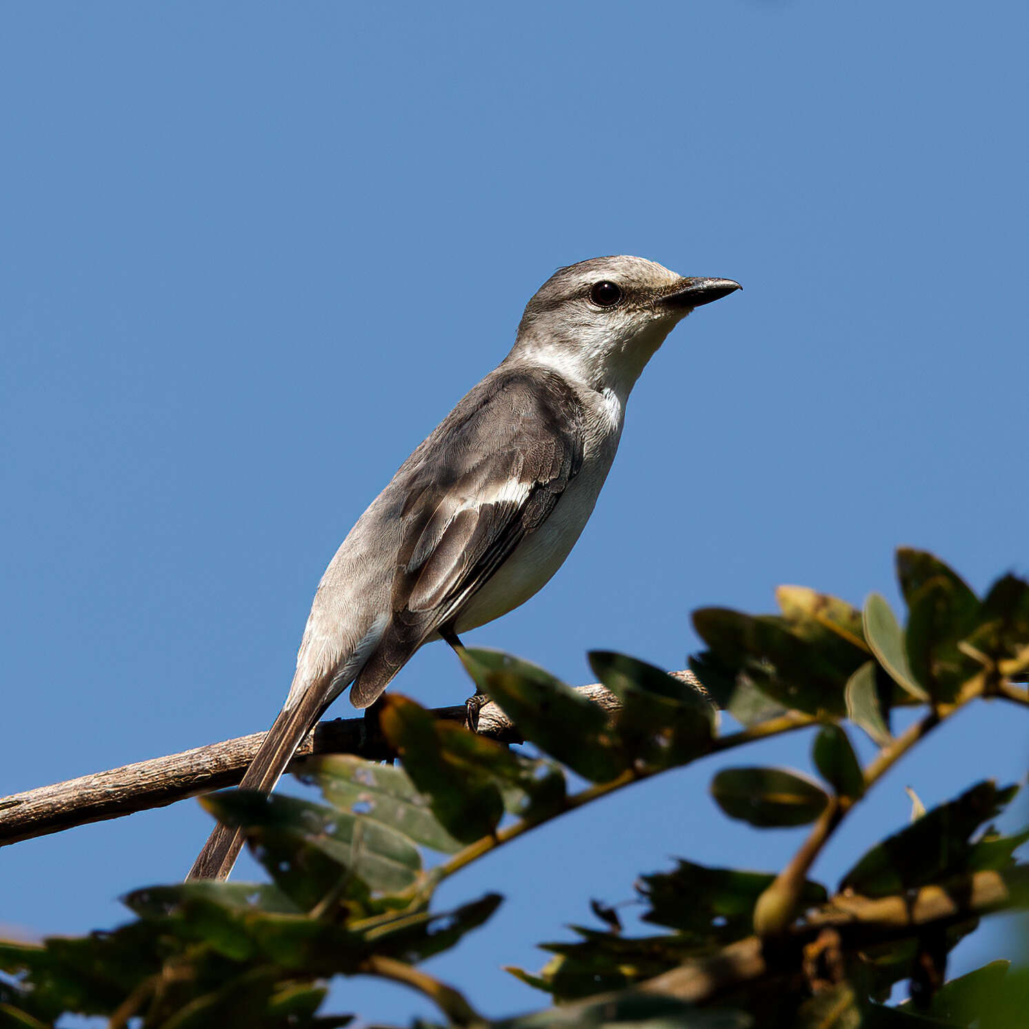 Pericrocotus cantonensis Swinhoe 1861 resmi