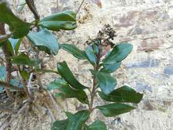 صورة Ageratina viburnoides (DC.) R. King & H. Rob.